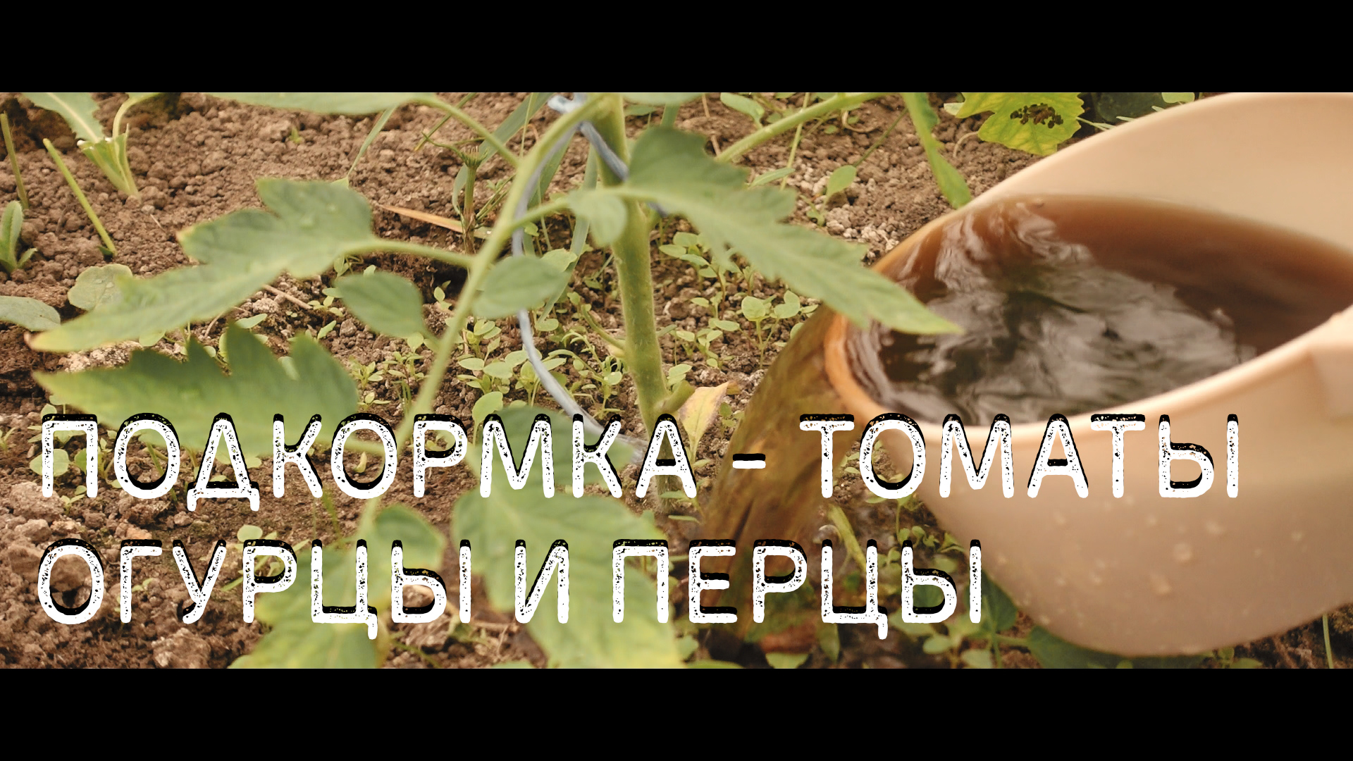 Подкормка томатов, перцев и огурцов азотным удобрение в теплице.