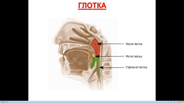 проф. Заднипряный И. В. 08.00-09.40 ТАОХ шеи LEC # 5 (5) ПЕДИАТРИЯ смотреть онлайн