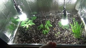#Гроубокс ( GrowBox ) : Немножечко новостей и аказывающаяся памидорка)))