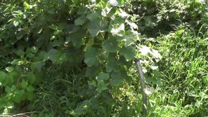 Новосёлки. 2020