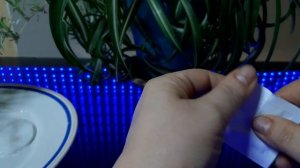 Началась посевная?сею дурман, ( датура) и бругмансию.