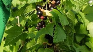 Ладушка, сладкий урожайный сорт черной смородины