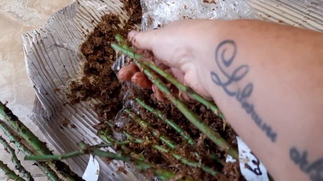 Розы от РОЗИНЫ.Гортензия ПОЛЯРНЫЙ МЕДВЕДЬ. смотреть онлайн