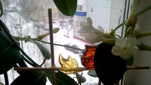 ВЕНОК НЕВЕСТЫ СТЕФАНОТИС. КОМНАТНЫЙ ЖАСМИН. КАК ПРАВИЛЬНО ЗА НИМ УХАЖИВАТЬ,ЧТОБЫ БЫЛО ЦВЕТЕНИЕ