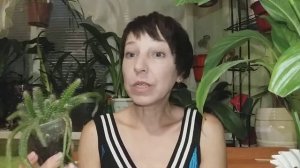 Апорокактус,плетевидный,змеиный кактус.