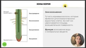 БИОЛОГИЯ ЕГЭ - Корень