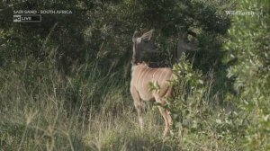 WildEarth - Sunrise Safari -  17 February 2024