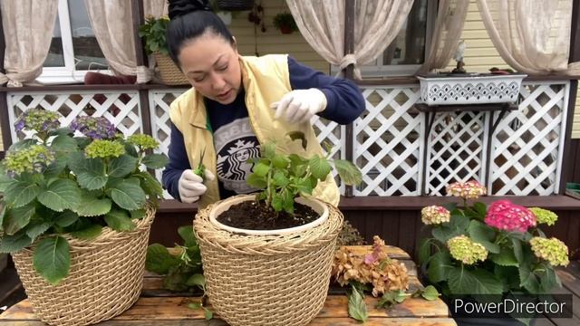 Обрезка крупнолистных гортензий без вреда для цветения смотреть онлайн