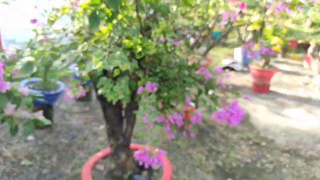 MULTI GRAFTED BOUGAINVILLEA смотреть онлайн