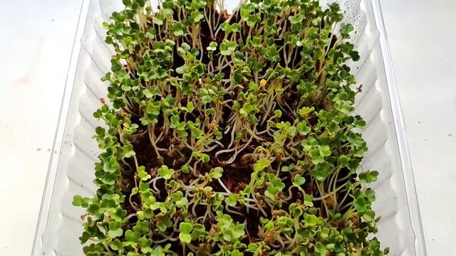 Руккола дома за неделю. Выращиваем микрозелень