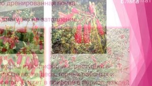 Дихелостемма Ида Майя