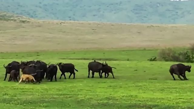 Этот Лев Связался Не с Тем Буйволом! Редкие Битвы Животных , Снятые на Камеру! смотреть онлайн