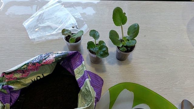 Новая коллекция фиалок,подрастает смотреть онлайн