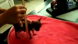 Самые маленькие и самые большие животные в мире