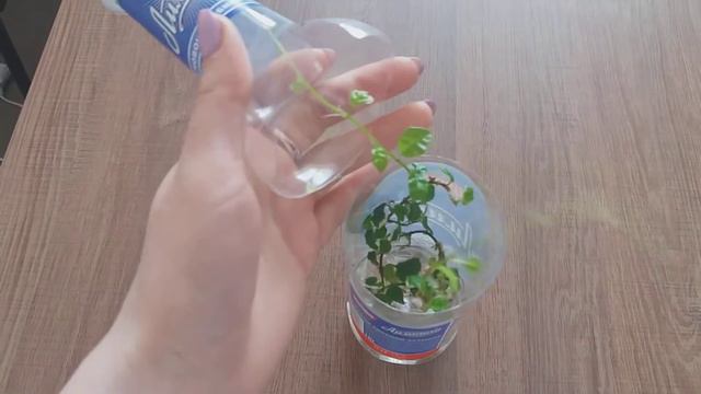 Растения в офисе смотреть онлайн