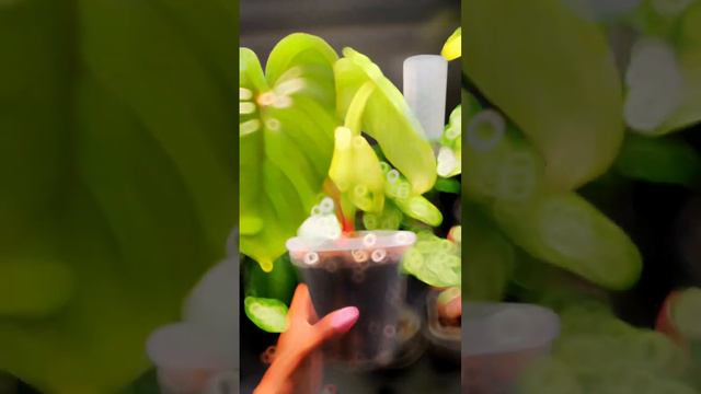 🪴Ecaugenera🪴Mini Plant Haul | philodendron plowmanii citrus | Hoya glabra