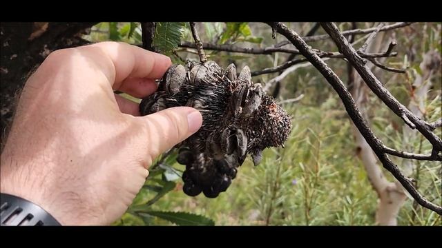 Голубые Горы, Сидней смотреть онлайн