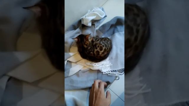 Бенгальские котята проснулись 28.10.2017 смотреть онлайн