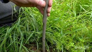 Как зделать ловушку на человека?