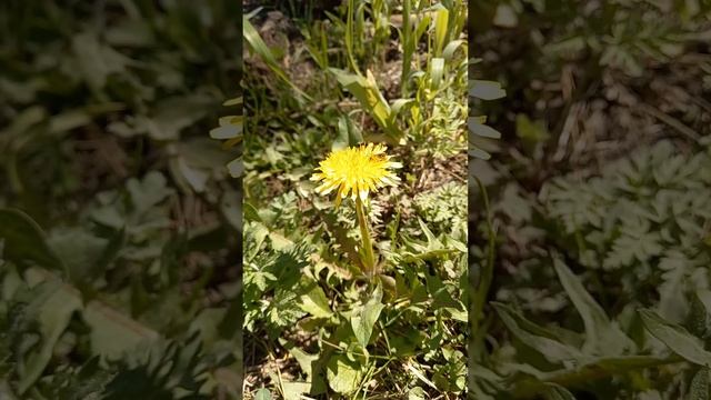 Одуванчик. Стихи про цветы смотреть онлайн