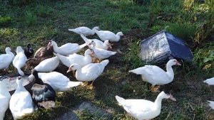 Индоутки. Вольное содержание.