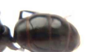 Как отличить camponotus vagus от c. saxatilis / japonicus / herculeanus