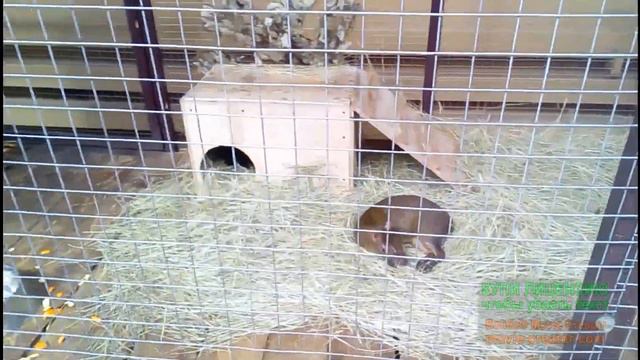 Ростовский зоопарк смотреть онлайн