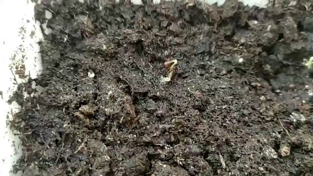 Видео обзор о всходах. Посев семян был 9 января. смотреть онлайн