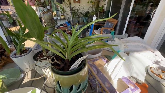 Vanda Peaches Spike to Bloom - Aug to Sept 2023 смотреть онлайн