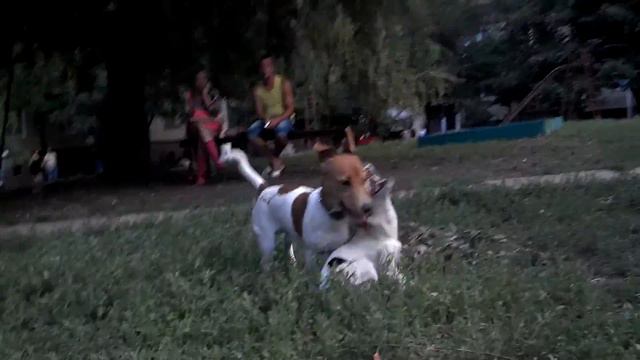 Джек Рассел терьер, ФРЕД, он же Фредерик 3 смотреть онлайн