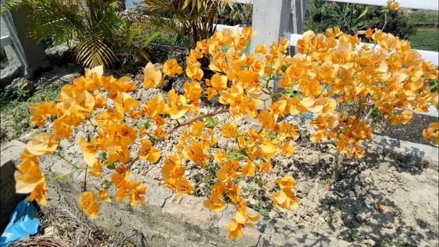 Bougainvillea on Terrace Garden смотреть онлайн
