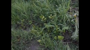 подвои для яблони из моей коллекции.