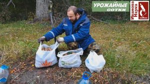 Зеленка, синька или куркума против болезней и для высокого урожая? Что лучше для картофеля?