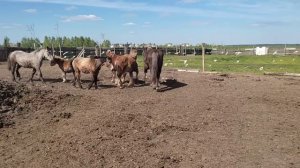 После Лагуны жеребец пошел в табун