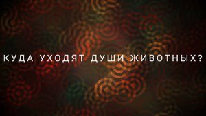 Куда уходят души животных после смерти? Ответы Смотрителя (14.12.2023) #ченнелинг #душа #эзотерика
