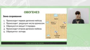 СУПЕР БИОЛОГИЯ - РАЗБОР ОТ ЭКСПЕРТА - ОВОГЕНЕЗ - ЕГЭ 2021