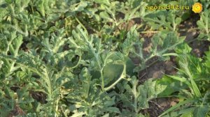 Арбуз "Огонек" не требует хлопот