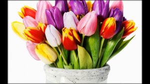 Жёлтые тюльпаны-спела караоке))