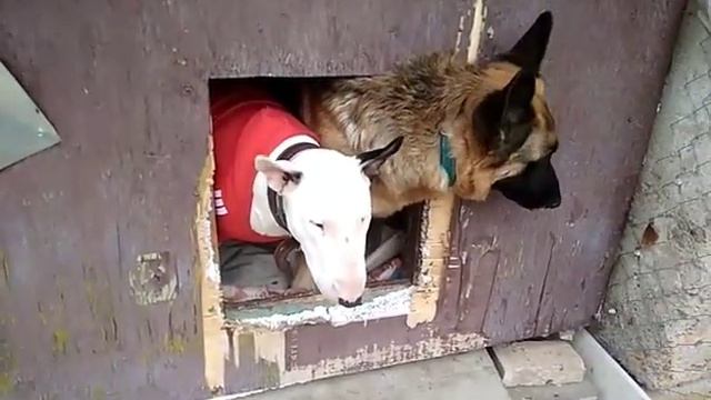 Этуаль и Сабина бультерьер и овчарка смотреть онлайн