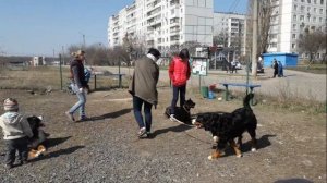 Дрессировка бернского зенненхунда, добермана, золотистого ретривера