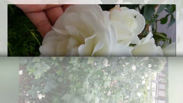 ЦВЕТЫ БЕЛЫЕ #РОЗЫ смотреть онлайн