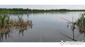 Карась. Карась на килограмм.  Ловля карася на прикорм. / one kilo crucian