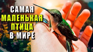 Самая маленькая птица в мире. Самая маленькая птица