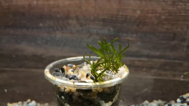 РЕДЧАЙШИЙ ПОГОСТЕМОН МЕНГ МЕНГ . Pogostemon Meng Meng смотреть онлайн