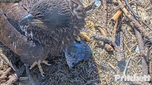 OOPS! E20 FISH JUMPS OUT of the nest😂 SWFL EAGLES 2022-03-17 смотреть онлайн