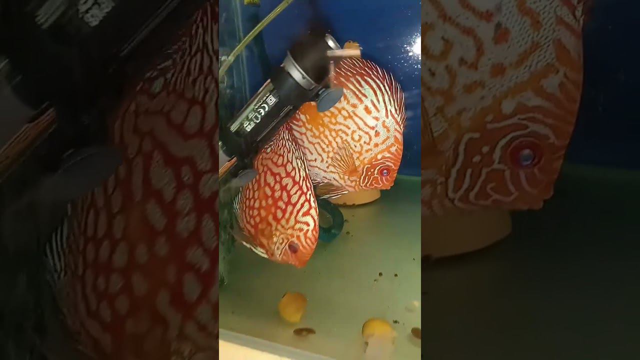 Молодая пара на продажу. Было 2 нереста. #discus #aquarium #аквариум #аквариумныерыбки