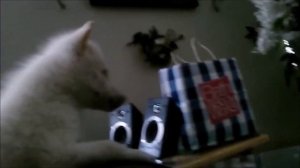 Какие же они МИЛЫЕ! Маленькие щенки учатся выть!!! Очень МИЛО!