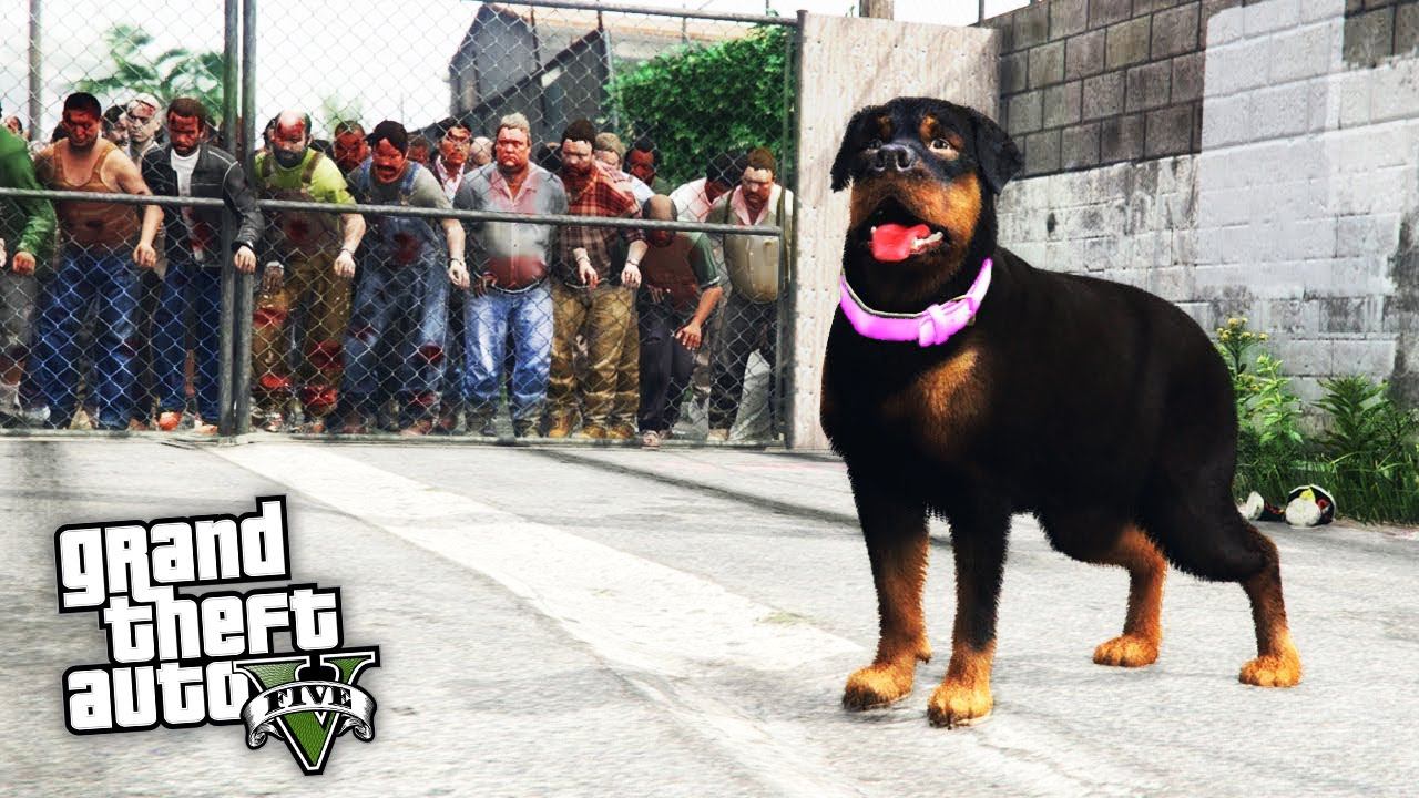 ИГРАЮ ЗА СОБАКУ В ЗОМБИ АПОКАЛИПСИС ! ИЩЕМ ХОЗЯИНА ! - GTA 5 (МОДЫ ГТА 5) смотреть онлайн
