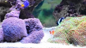 Мой морской рифовый аквариум (My Reef Tank)