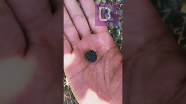 rare blackberry | rubus fruticosus Fruit #Shorts